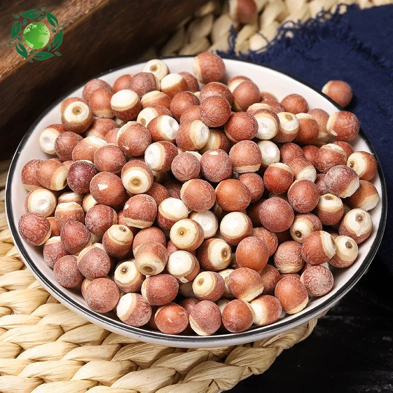 

Euryale Ferox,Qian Shi,Gorgon Fruit,Gorg,Thorny Minoru,Minoru Thorns,Ji Tou Mi Gorgon Euryale