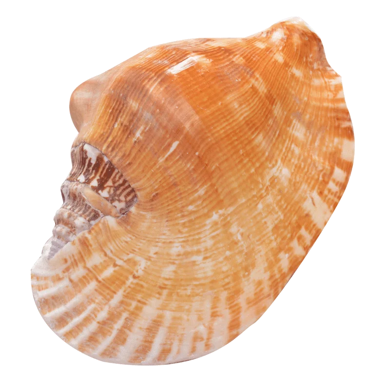 Натуральные раковины уши улитки губы Феникс аквариум аквариумные рыбки предметы