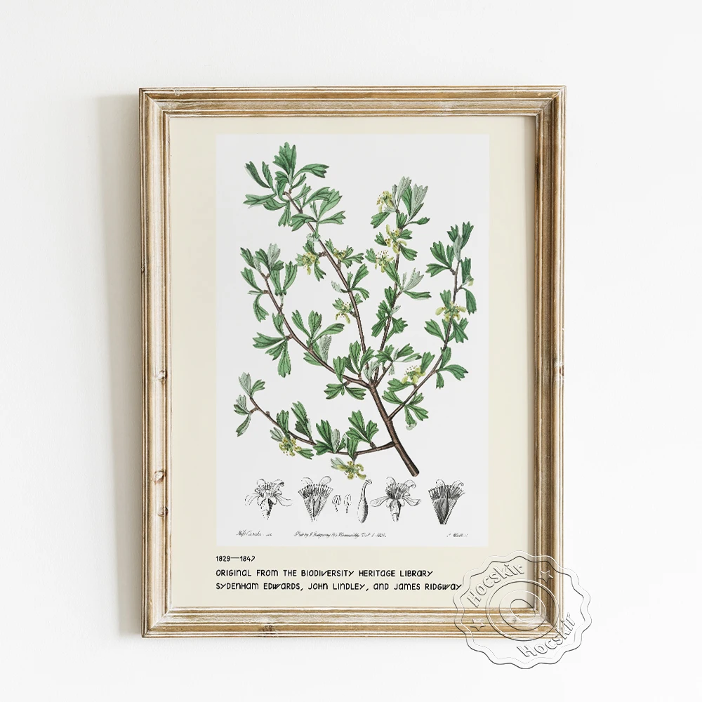 

Sydenham Edwards Exhibition Museum Poster, Three Toothed Purshia Art Prints Canvas Painting, Botanical Collection Wall Art Decor