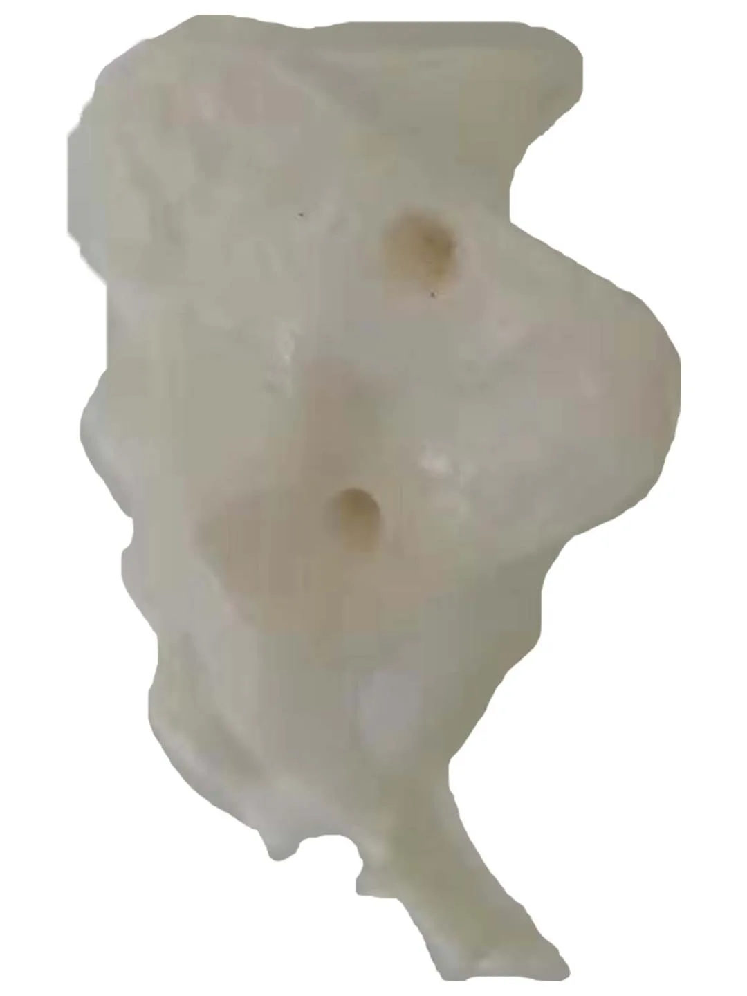 

Human skeleton model of natural large sacrum and healthy sacrum