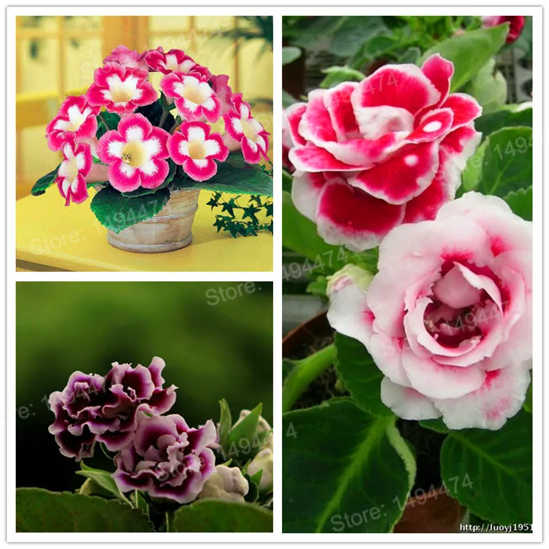 100 шт Искусственный глоксиния|Цветочные горшки и кадки| |