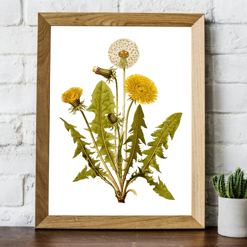 

Hd Print Dandelion Flower Vintage Herb Botanical Poster Wall Art Canvas Painting Floral Plant Picture For Living Room Home Decor