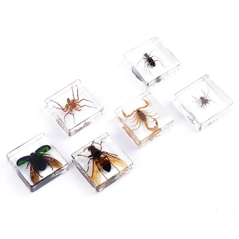 

1 шт случайный стиль смола настоящее насекомое образец креативный прозрачный янтарь модель насекомого Игрушка Дети Раннее Образование инс...