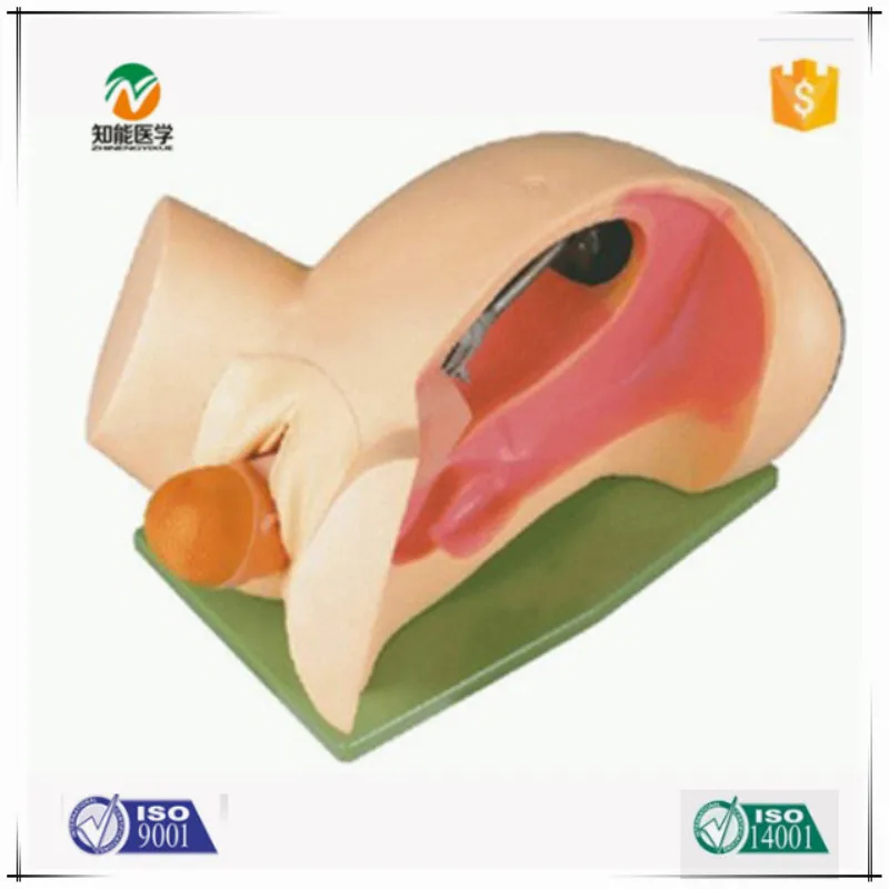 Шиньон продвинутая человеческого тела симулятор родов механизм медицинская