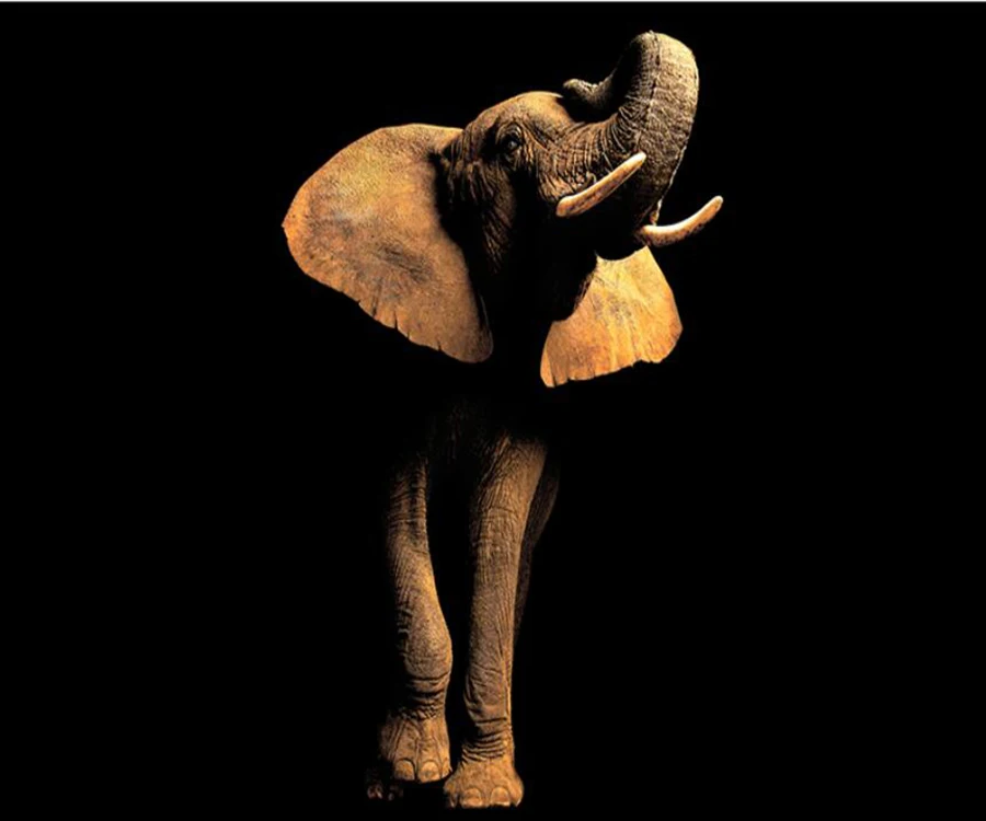 Пользовательские 3D обои роспись Слон животные Черный крыльцо фон диван