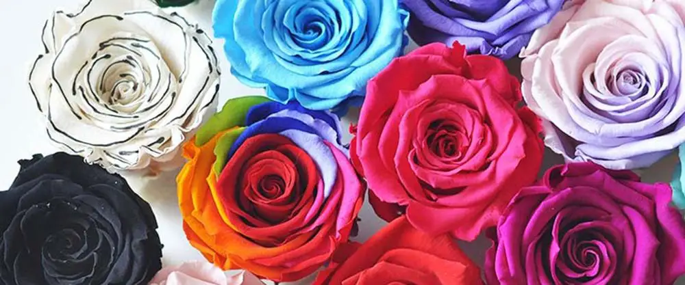 

Preserved Flowers