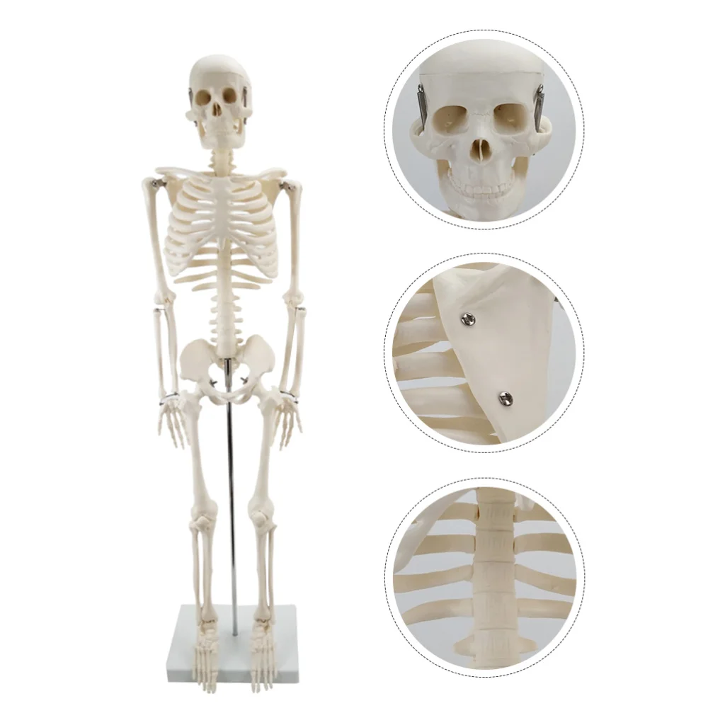 

1pc Human Full-body Bone Model Human Skeleton Model for Teaching