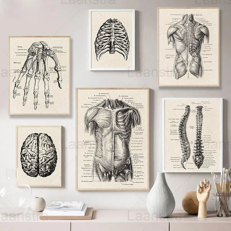 

Vintage Poster Human Anatomy Medical Wall Picture Muscle Skeleton Retro Canvas Print Education Painting Home Decor Classroom