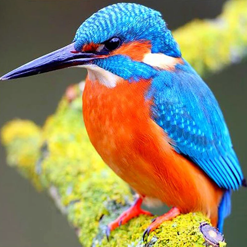 

5D DIY Full Square Round Resin Diamond Painting Kingfisher Cross Stitch Embroidery Mosaic New Arrival Wall Home Decoration