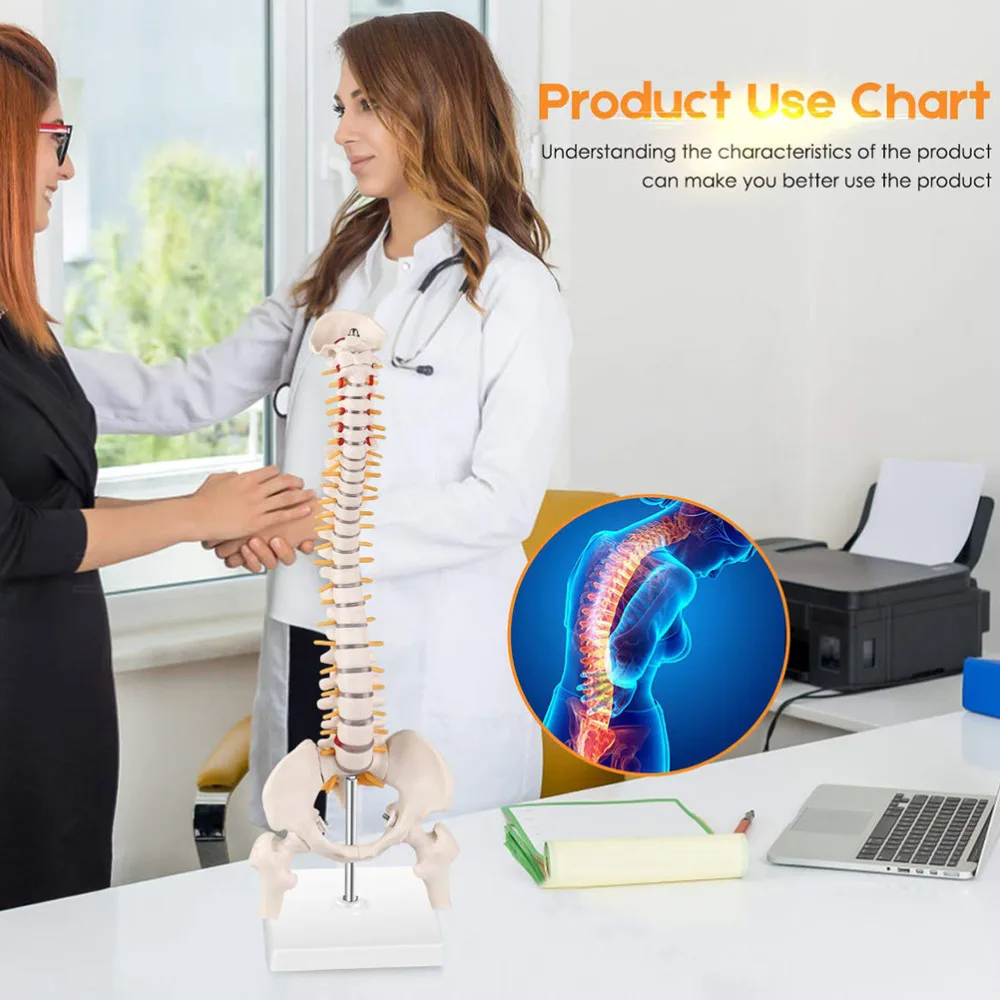 

1Pc Tailbone Anatomy Model PVC Spine Model with Nerves Anatomy Model