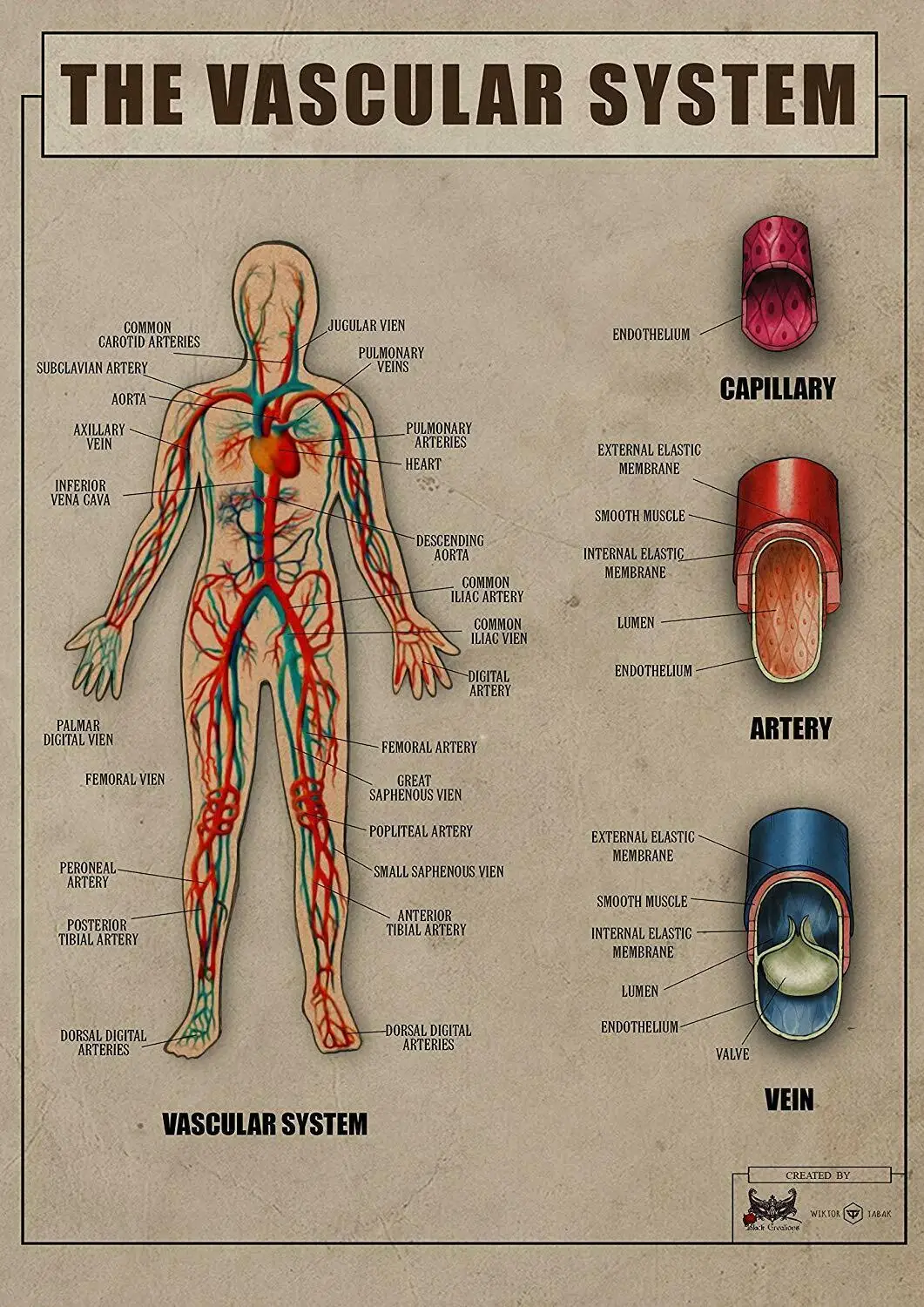 

Человеческая сосудистая система, художественная пленка, Шелковый плакат, домашний Настенный декор 24x36 дюймов