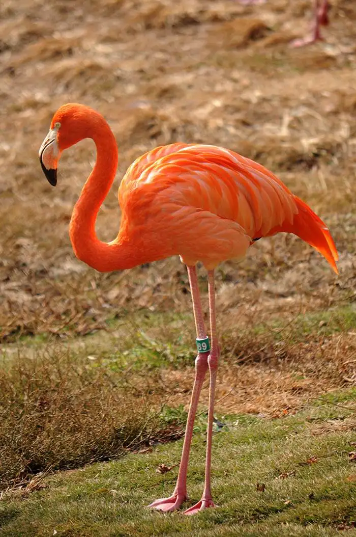 Мягкие набивные игрушки в виде фламинго для девочек 38 см плюшевые красного детей