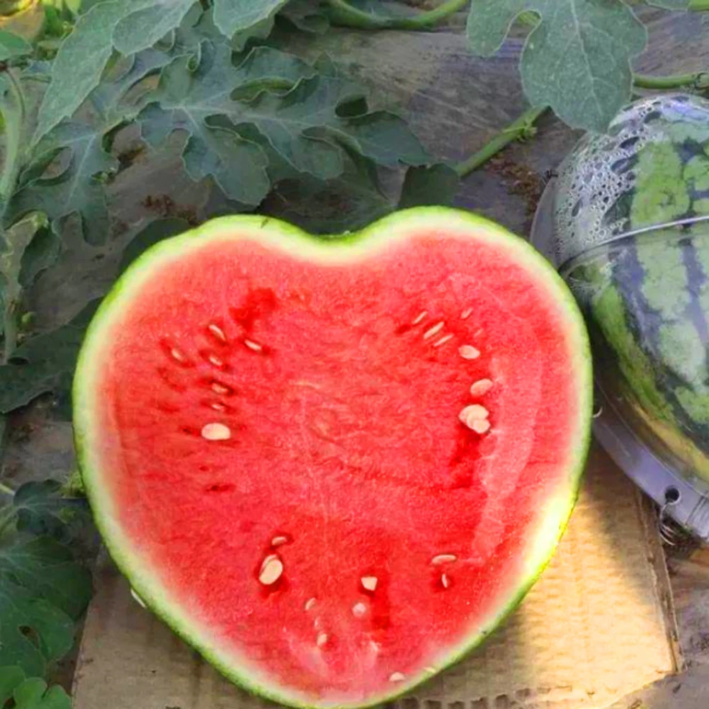 

Big Size Square Heart Shape Watermelon Mold Plastic Nursery Pot for Plants Transparen Fruit Growth Forming Mould Garden Supplies
