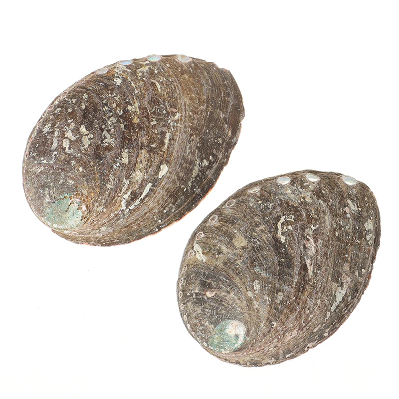 Натуральные ракушки домашний аквариумный ландшафт сделай сам Морской Декор