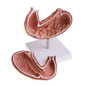 Съемная анатомическая модель с человеческим желудком, 2 части, 1:1, Lifesize