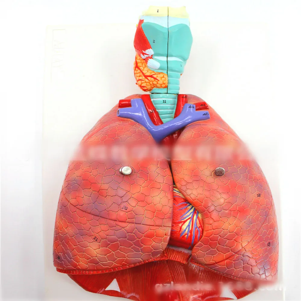 

1:1 Larynx, heart and lung model respiratory system model lung model larynx anatomical model larynx model 7 parts