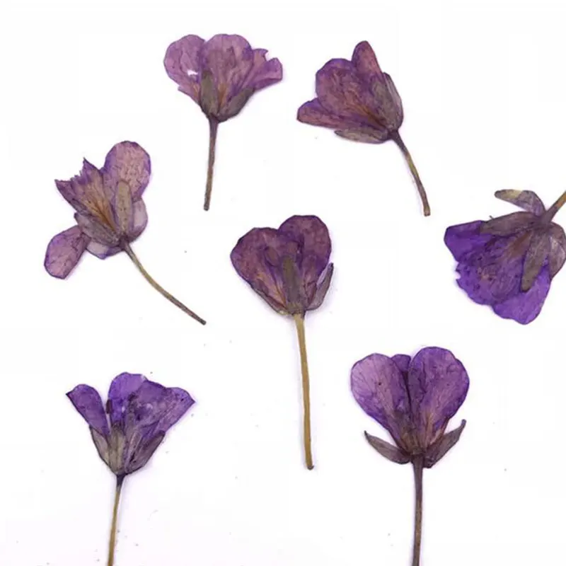 Натуральные прессованные настоящие цветы канолы 12 шт./компл. сушеные для поделок