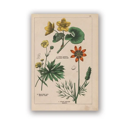 PH5995 Botanical коллекция винтажные плакаты и принты травы 1898s русский язык стены искусства картины холст живопись Домашний Декор стены - Цвет: PH5995