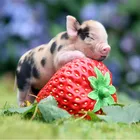 Алмазная живопись, свинка, свинка, 5d, мозаика сделай сам, полностью квадратная, круглая, сверло, Алмаз Стразы, алмазная вышивка, картины, распродажа