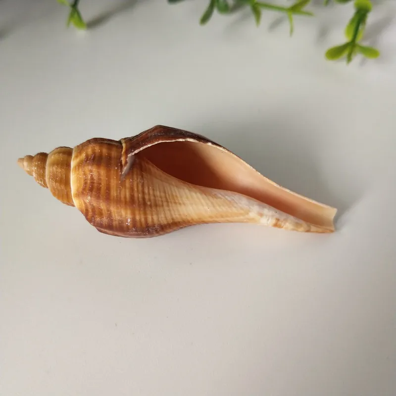 10 шт. ракушки из натуральных морских ракушек|Ракушки и морские звезды| |