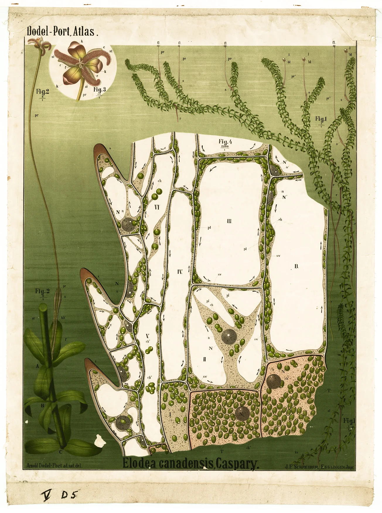 Растительная Анатомия диаграммы Aspidium filix Sporangia классические холщовые картины