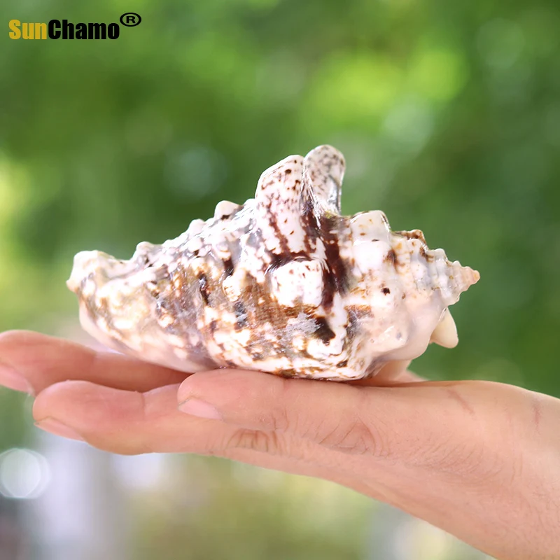 Золотая стрекоза натуральный раковины водные аквариумные средиземноморский