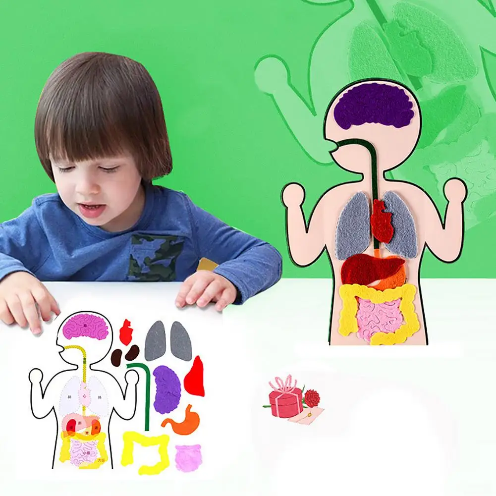 Инструменты для обучения органов детали человеческого тела сделай сам игрушки
