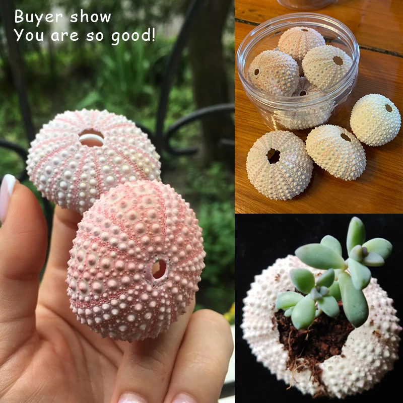 

2/4/6Pcs 3.5-5 CM Natural Small Pink Sea Urchin Shell Natural Shell Conch Beach Wedding Decoration Coastal Home Decoration