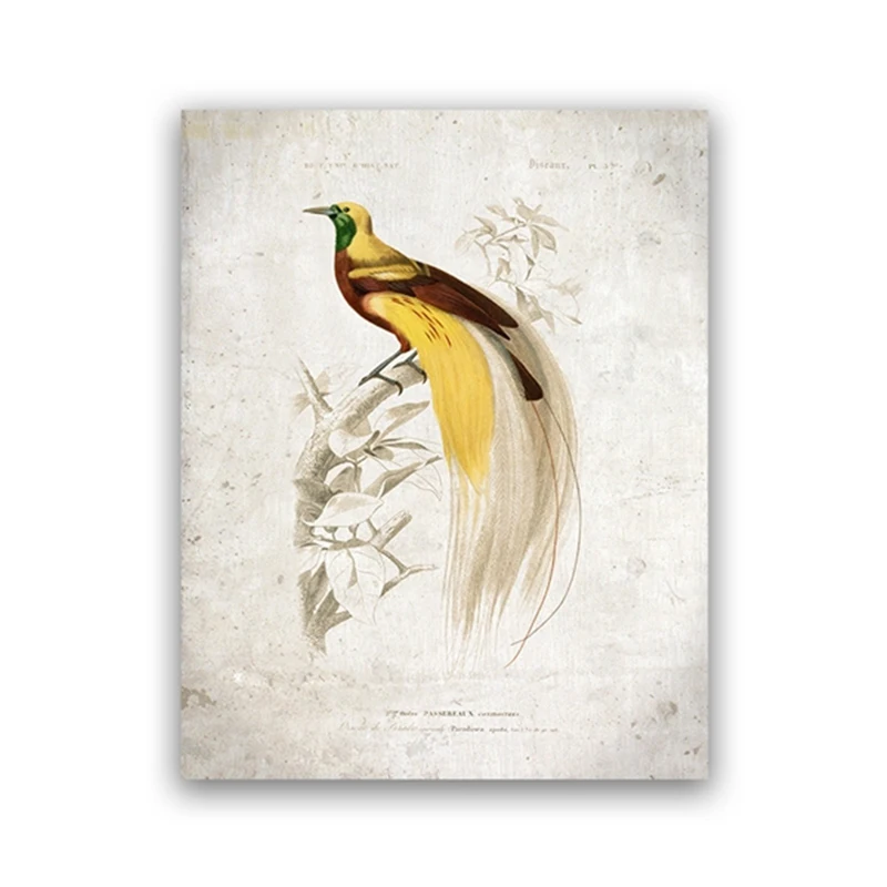 

Vintage Bird Canvas Painting Wall Art Abstract Animal Illustration Picture Posters Print for Living Room Corridor Decoration