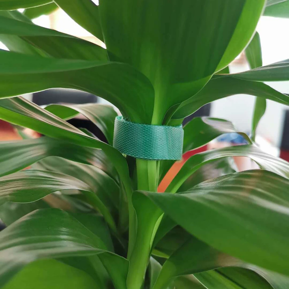 1.5x500cm Plant Ties Nylon Plant Bandage Velcro Tie Garden Plant Shape Tape Hook Loop Bamboo Cane Wrap Support Accessories images - 6