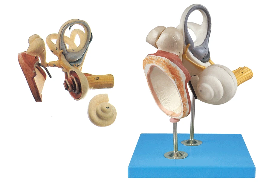 

4X Enlarged Ear Anatomical Model 4 Times Inner Ear Structure Model Ear Ossicles Labyrinth Tympanic Membrane Otolaryngology Model