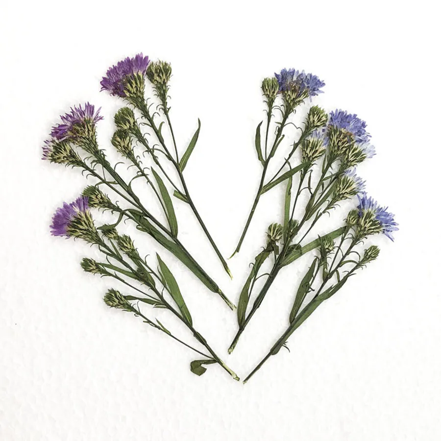 

60 шт. сушеные боковые прессованные симфитрикум Нови-белгийский цветок стебель растения гербарий для открытки Ювелирная Закладка открытка ...