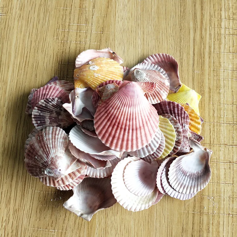 Ракушка из натуральной морской раковины 50 шт. | Дом и сад