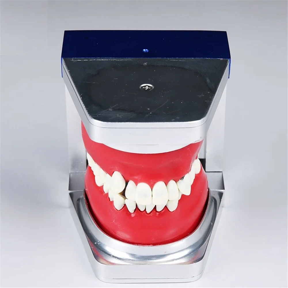 

Dental Typodont Teeth Model M8017 Dental Orthodontic Teeth Model with Steel Teeth Dental Orthodontic Study Teeth Model