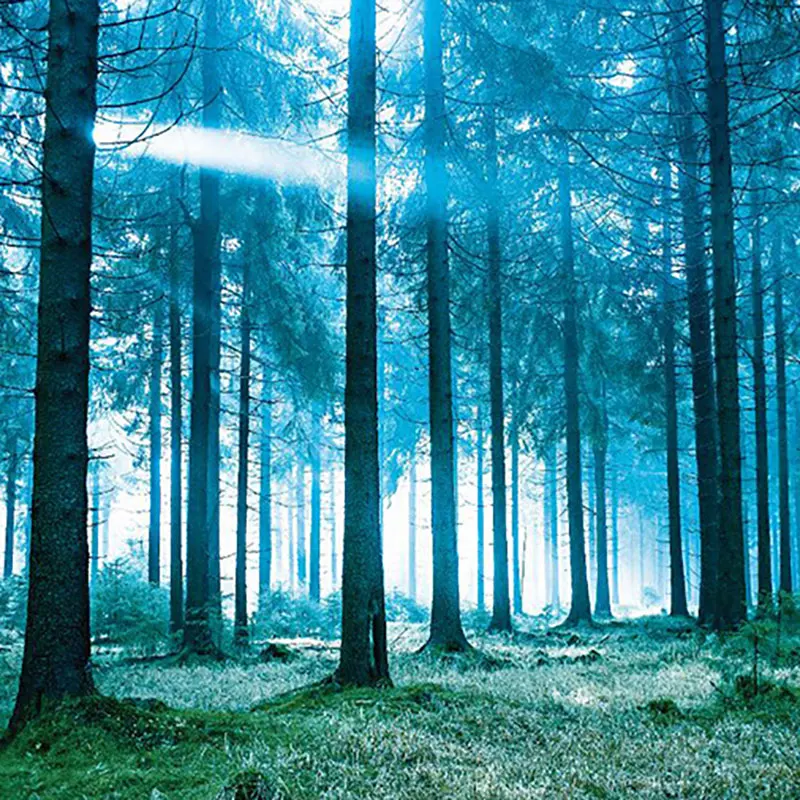 

Beautiful Natural Forest Printed Large Wall Tapestry Cheap Hippie Wall Hanging Bohemian Wall Tapestries Mandala Wall Art Decor