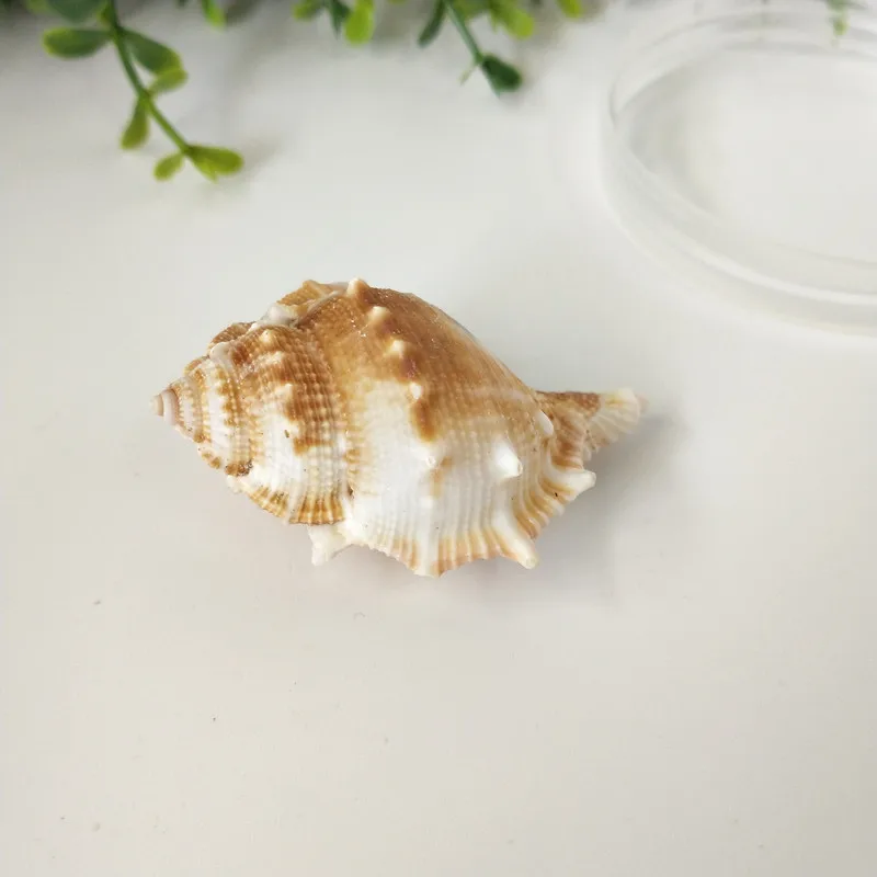 Морская раковина морская звезда улитка кошка натуральная аквариум ландшафтный