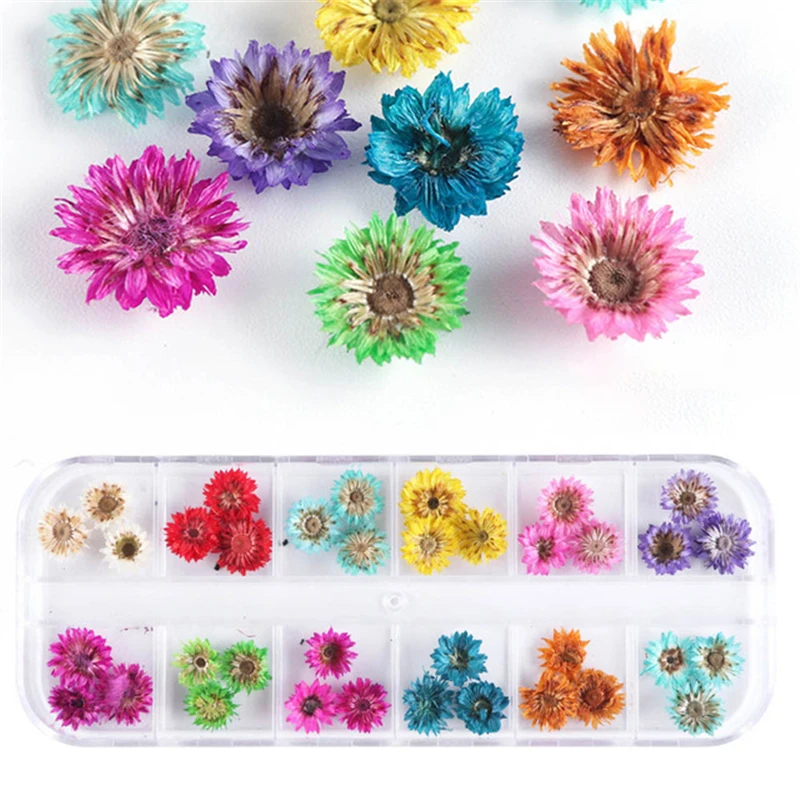 

1 Box Pressed Dried Ammi Majus Flower Dry Plants Necklace Jewelry Making Craft DIY Accessories Artificial Flower Decorations