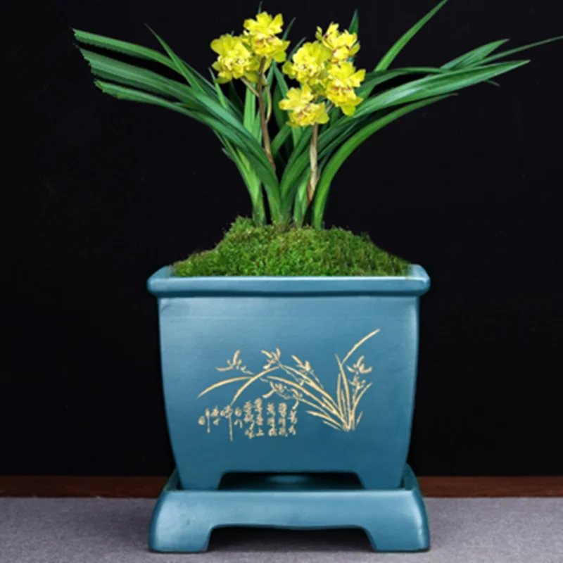 Цветочный горшок с фиолетовым песком Специальный Зеленый для кливии