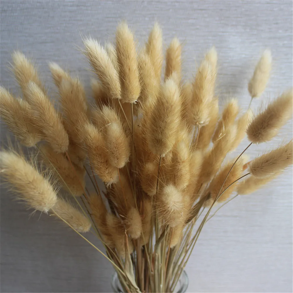 

50 Stems Dried Flower Bunny Tail Natural Plants Floral Rabbit Grass Bouquet Home Decoration Accessories Photography Props Flo