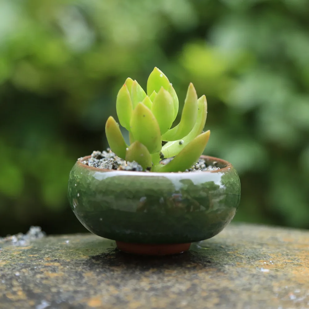 

Ice Crack Ceramic Flowerpot Colorful Mini Small And Meaty Creative Desktop Basin Thumb Flowerpot Plant Pots Decorative