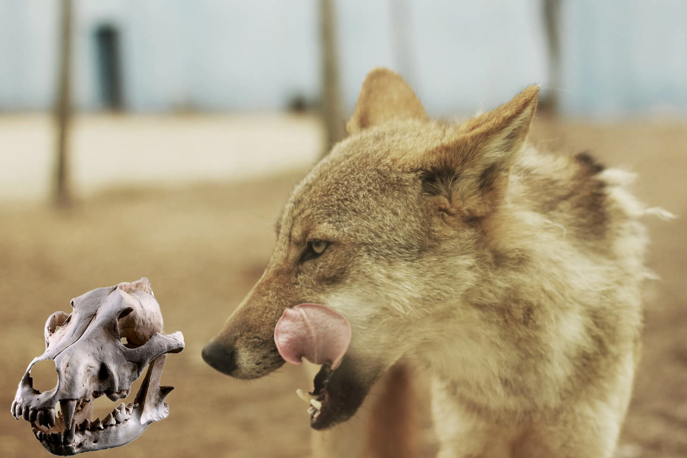 Имитация смолы волк череп модель имитация животного скелет украшение дисплей