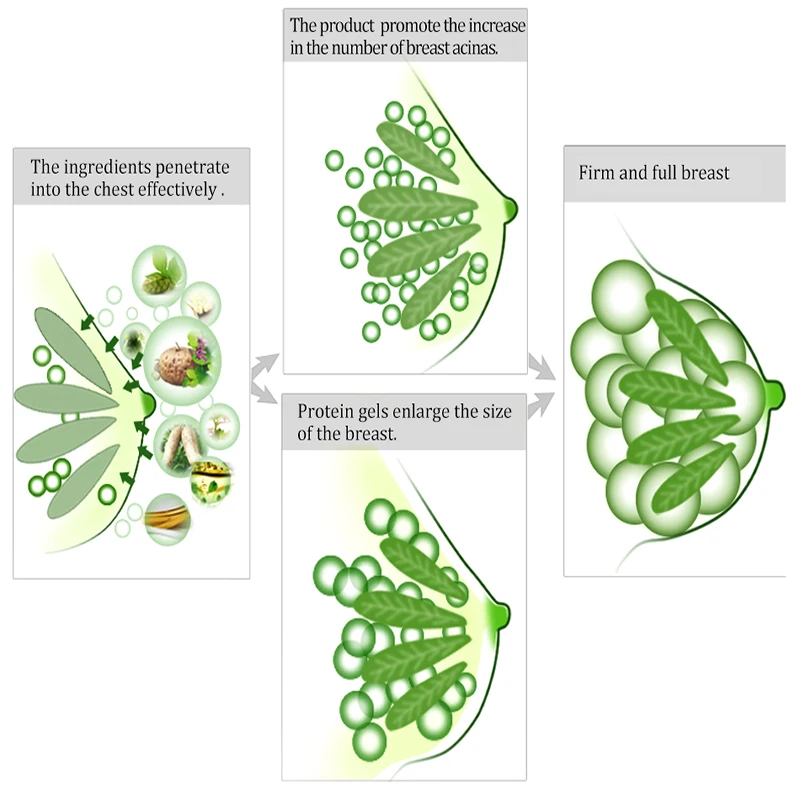 

Natural Breast Enlargement Essential Cream for Breast Lifting Size Up Beauty Big Bust Breast Care