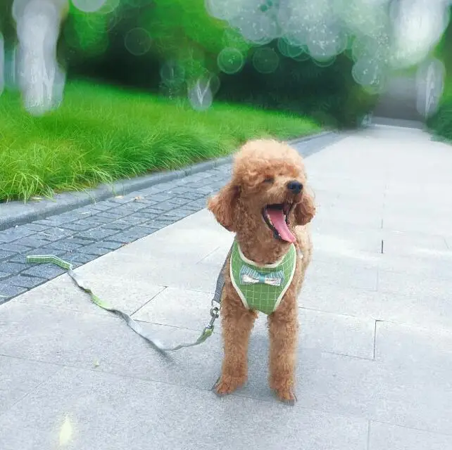 

Dog Pet Harness Leash Plaid Cat Harness Cute Puppy Harness With Bowknot Mesh Padded For Small Dogs Chihuahua Yorkies Pet