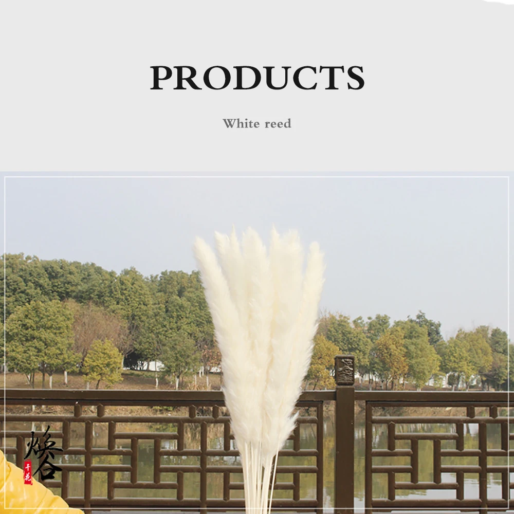 15 шт. сушеных тростников Цветочная композиция натуральная пампасная трава