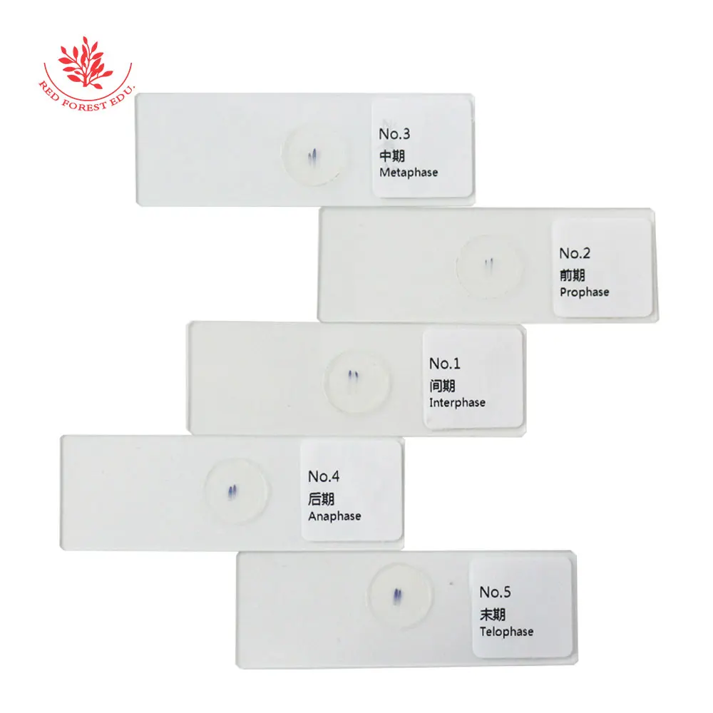 Набор из 5 предметов для изучения Биологии растений | Канцтовары офиса и дома