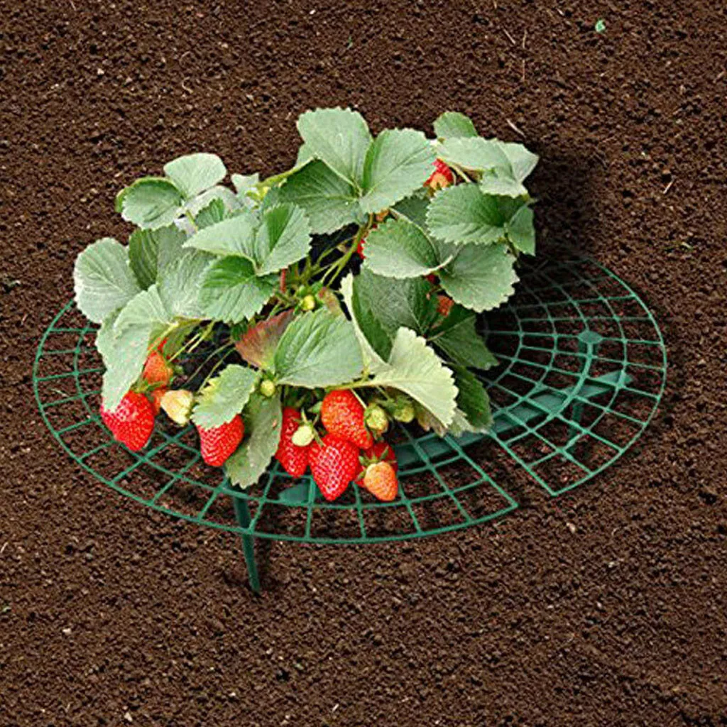 

Strawberry Plant Growing Supports Keep Strawberries Off Rot in the Rainy Days #31