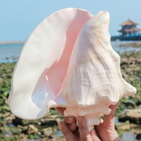20 23cm aqumotic natural sea shell luck mascot home decor diy craft conch shell pendant rouge screw peristernia incarnata