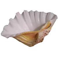 13 23cm natural conch shells and shellfish home decoration dinner plate ashtray fruit plate succulent pot
