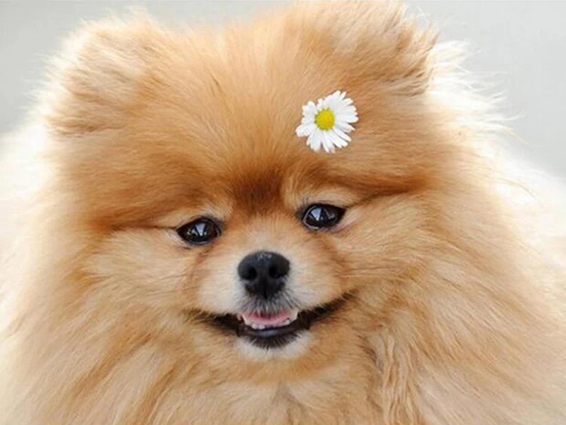 

5D DIY Diamond Painting Dog Painted Animal Full Dill Mosaic Embroidery Cross stitch Embroidery Decoration Home Decor