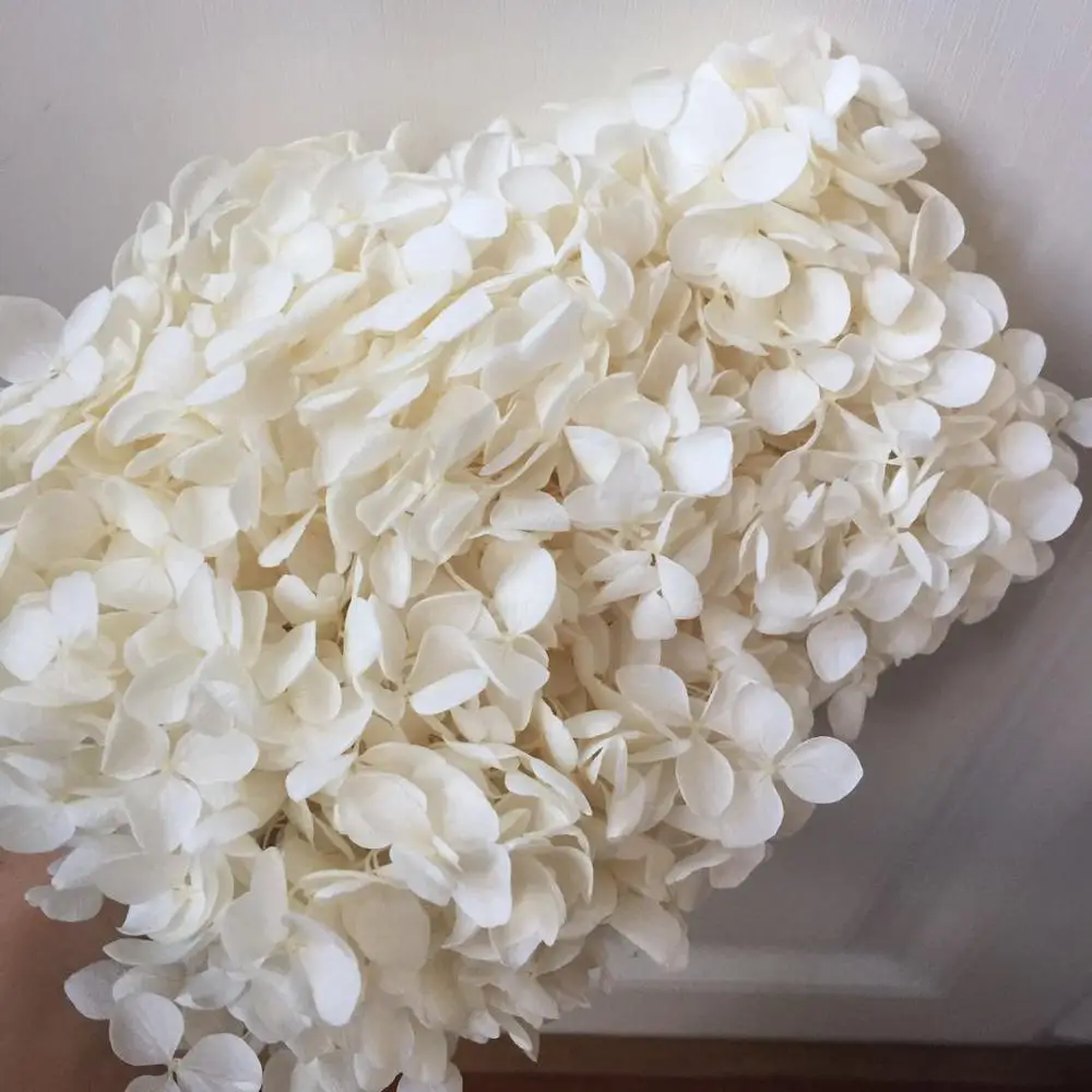 5 г/лот Гортензия Анна класса А природная свежая Цветочная головка DIY Подарочная